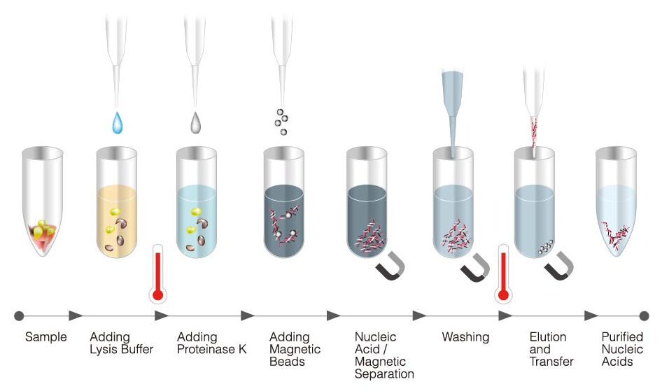 Magpurix Evo 24 Ce Ivd Nucleic Acid Extraction System 